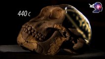 40 Yıl Müzede Segilenen Sahte Fosil, Bakın Nasıl Anlaşıldı