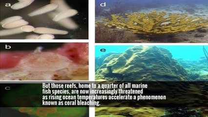 Global Warming’s Toll on Coral Reefs: As if They’re ‘Ravaged by War’