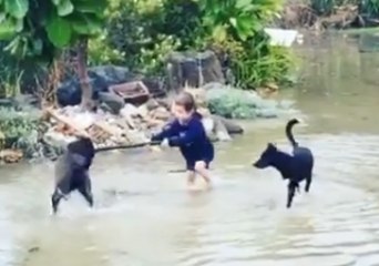 Download Video: Young Child and a Few Dogs Make the Best of Flooding on North Island