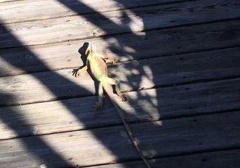 Good Samaritan Helps Frozen Florida Iguana