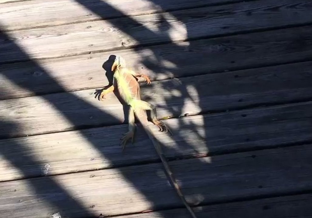 Good Samaritan Helps Frozen Florida Iguana