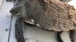 Rescuers Save Cold-Stunned Sea Turtles in Florida
