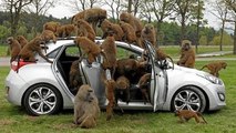 MOST DANGEROUS Animal Attacks Car Monkey, Lion, Snake, Rhino, Elephant, Cheetah Attack Car Compilati