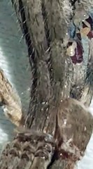 Huntsman Spider Shedding its Skin