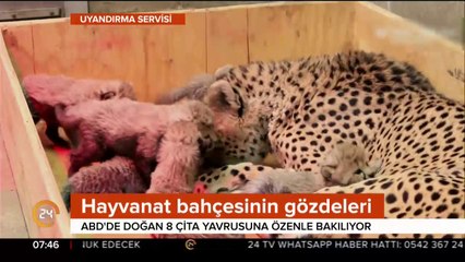 Hayvanat bahçesinin gözdeleri oldu