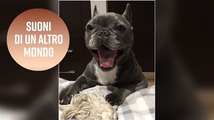 Il cagnolino con 10.000 follower su Instagram