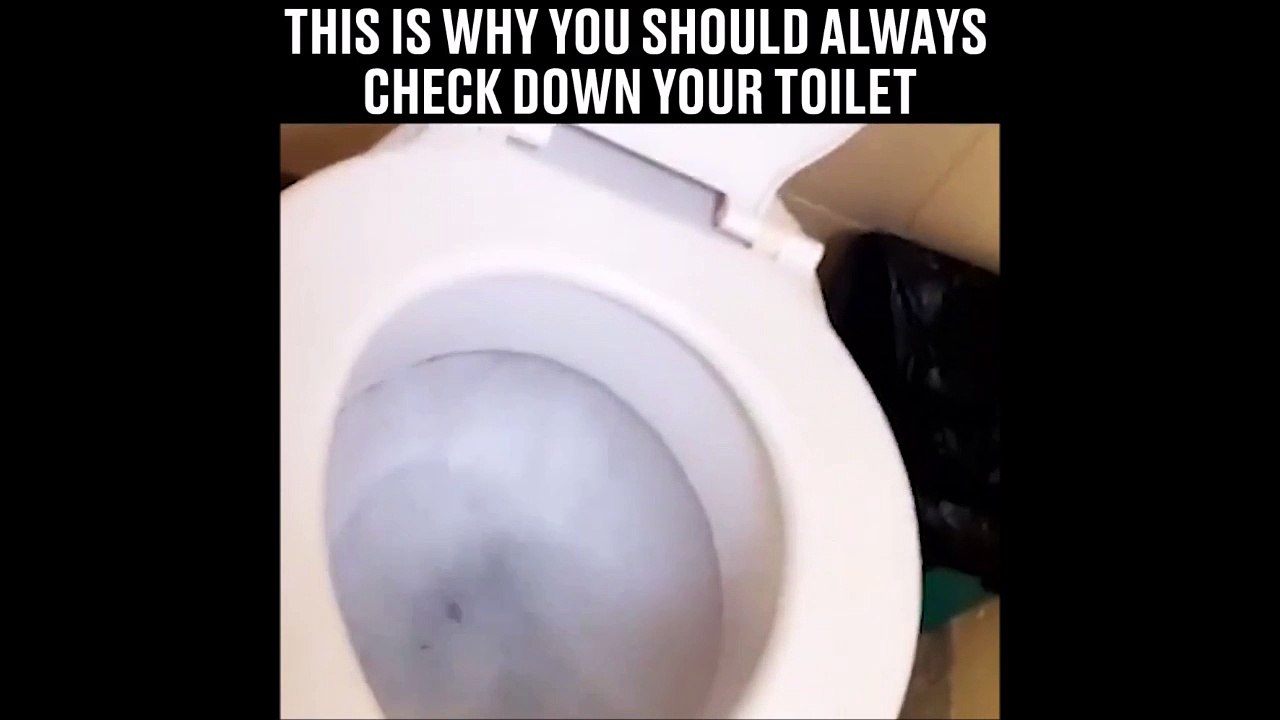 Toujours regardez avant de s'asseoir sur les toilettes