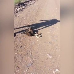 Il sauve un rapace en train d'etre étouffé par un serpent