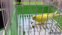 Red eye Love Birds tasting coriander leaves