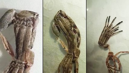 Une araignée entrain de changer de peau