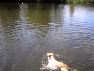 Un labrador nage en faisant la brasse