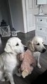 Deux chiens mangent des friandises en se prêtant une peluche