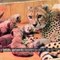 Huit bébés guépards sont nés au zoo de Saint-Louis