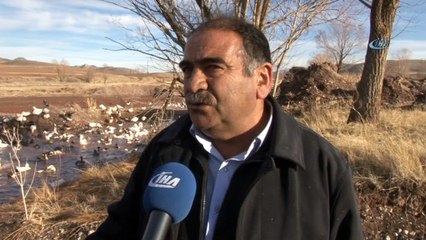 20 adet kazla başladı hedefi üç yılda 50 bin kaz