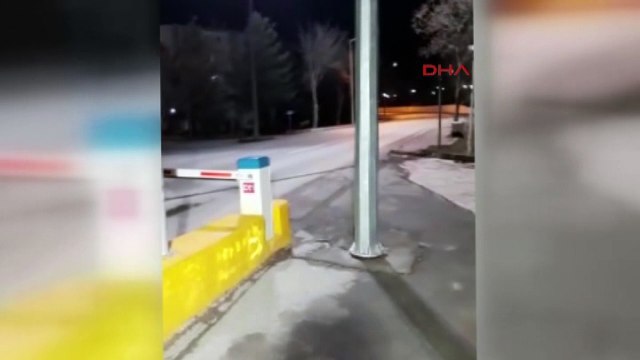 Yaban domuzu sürüsü, üniversite kampüsüne girdi