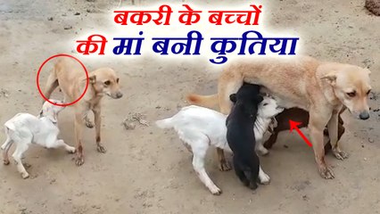 बकरी को बच्चों को कुतिया पिला रही है दूध, देखने के लिए जुट रही भीड़