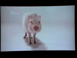 Domuzlar Belgesel (National Geographic)