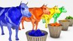 Learn ABC Song & Learn Color Cow Cow Fruit W Cartoon Nursery Rhymes for Kids EP 2