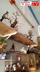 Nghệ Thuật Nuôi Chim