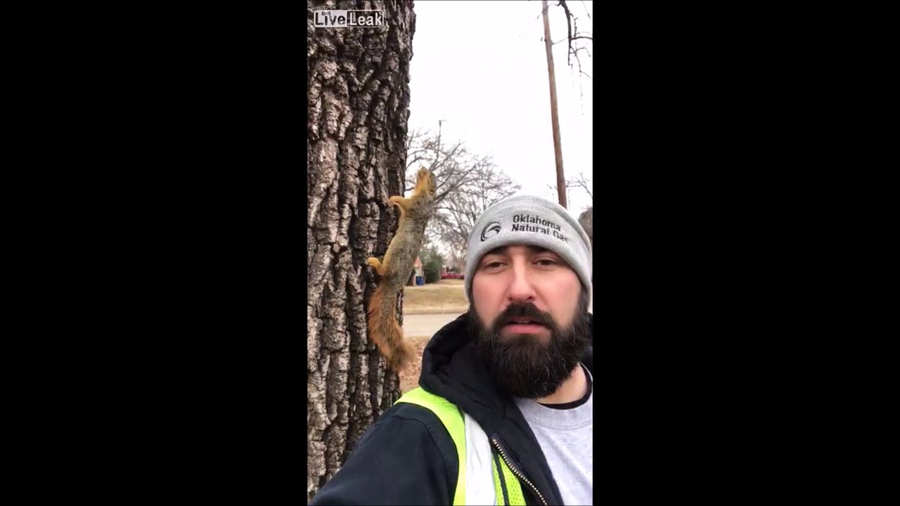 Il fait si froid qu'un écureuil est mort gelé sur le tronc d'un arbre