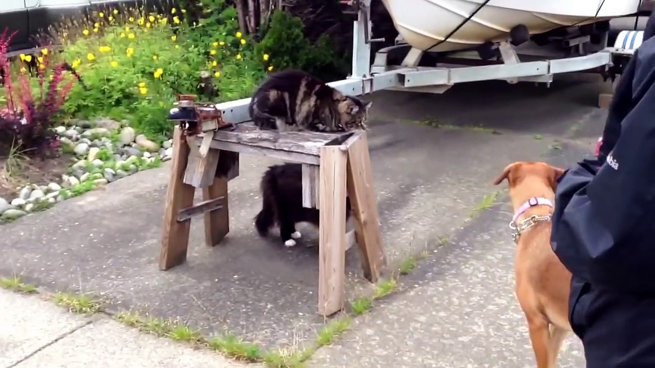 Ce chien tente d’attaquer un chat mais son compère là pour le défendre