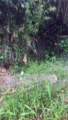 Pregnant Red Belly Black Snake Removed From Queensland Backyard