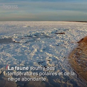 Iguanes paralysés, manchots confinés: les animaux victimes de la bombe cyclonique