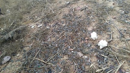 충남 서산 가로림만서 칠게 집단 폐사 / YTN