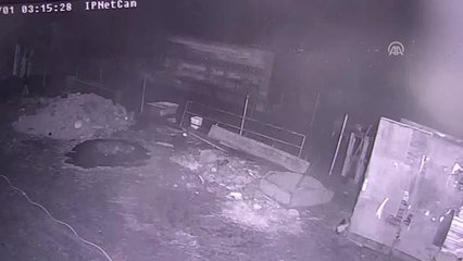Çiftliğe Giren Köpekler Kuzuyu Telef Etti