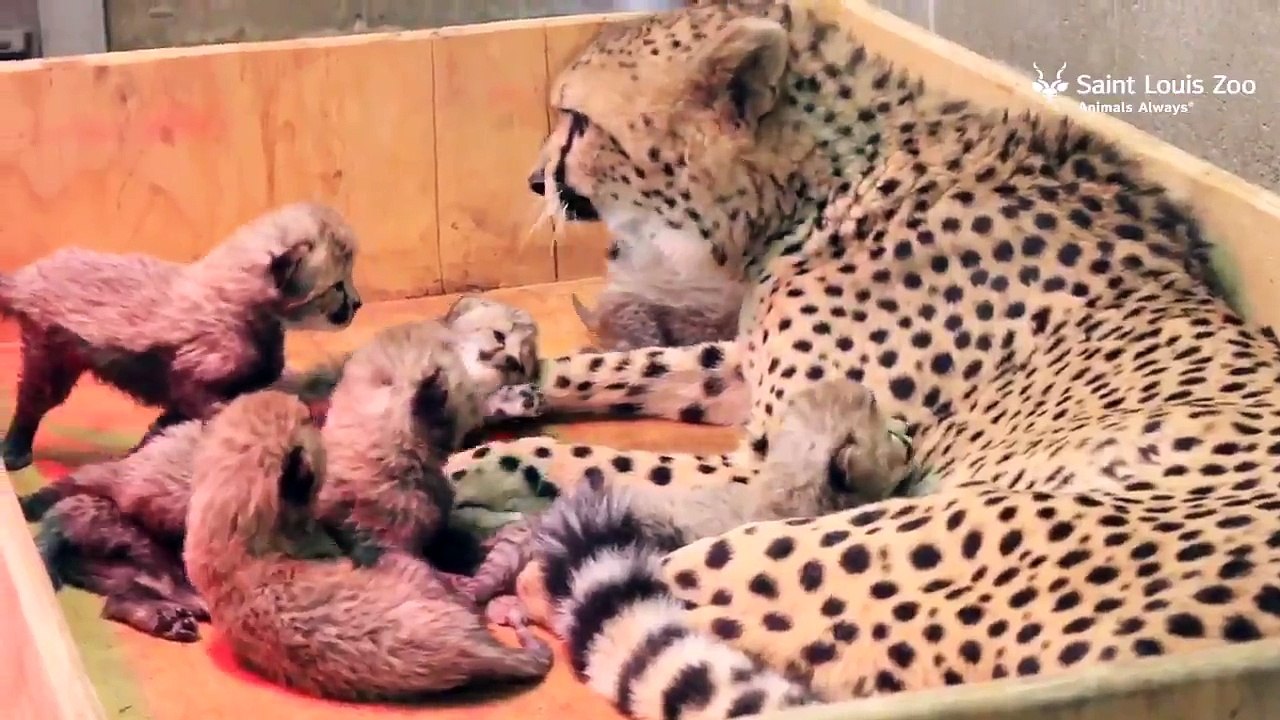 Une femelle guépard donne naissance à 8 bébés