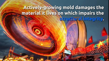 Complications of Indoor Mold