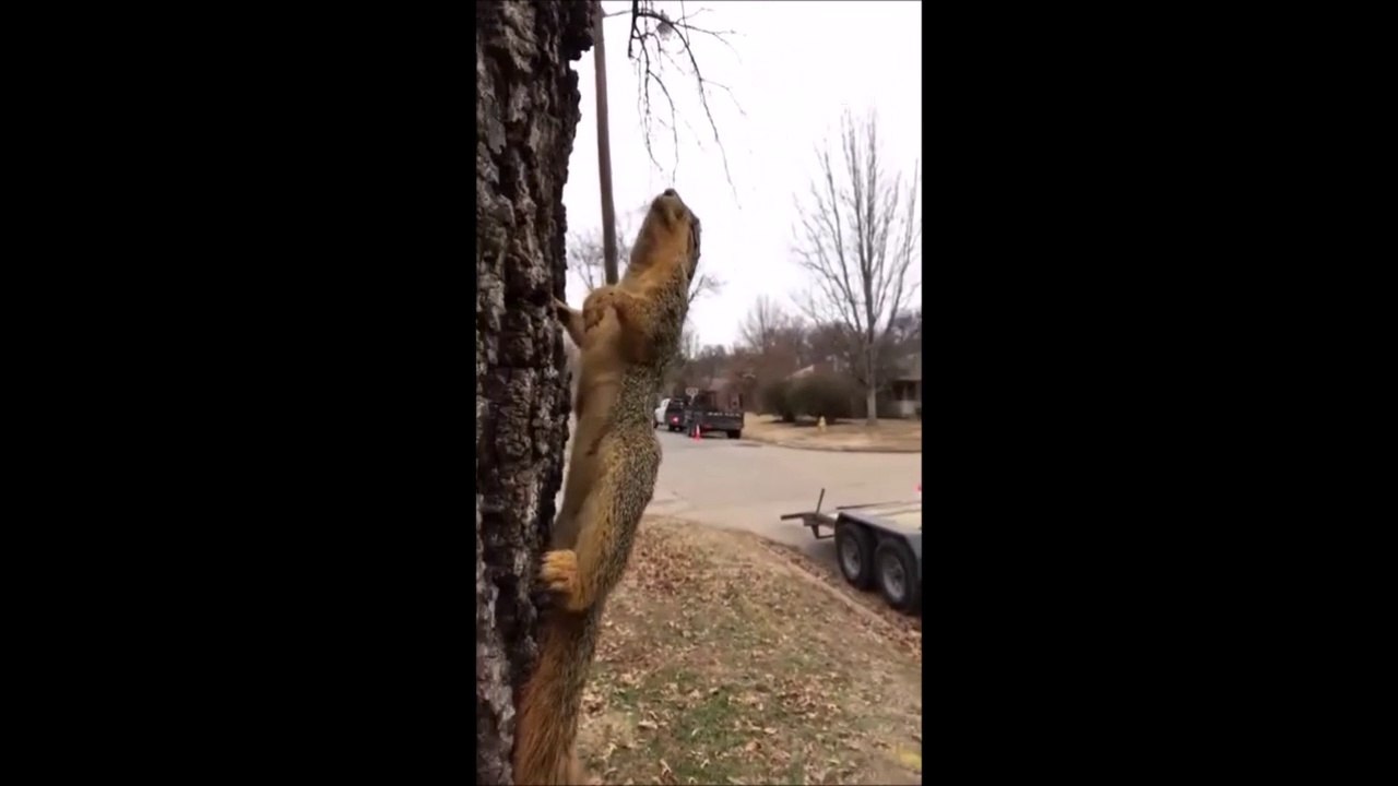 Il fait tellement froid aux USA que cet écureuil a gelé sur place