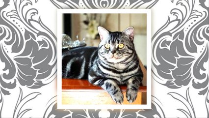 American Shorthair cats - Cute cats !