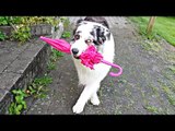 The 'Dancing' Dog - Amazing Video - Animal Video