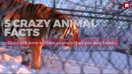 5 Crazy Facts About Animals | Rare Animals