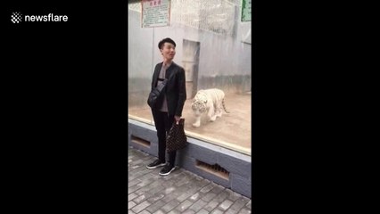 Sneaky white tiger tries to attack man at zoo
