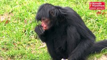 VIDEO. Romagne : la Vallée des singes en hibernation