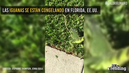 Ni las iguanas se salvan: animales congelados y otras imágenes impactantes del frío extremo en EE.UU.