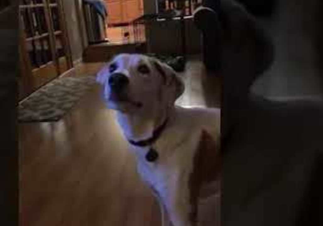 Dog's Chew Toy Sounds Like Demon in Slow Motion Video