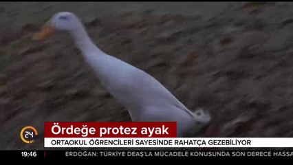 Ördeğe protez ayak