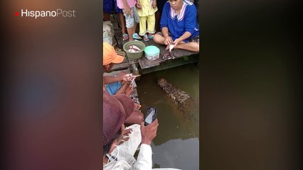 Cocodrilo amigable se acerca a los pescadores en busca de alimentos