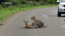 Young cheetah pins down impala in road as mother watches on