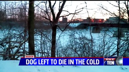 Abandoned Dog Found Frozen to Death in Indiana Woods