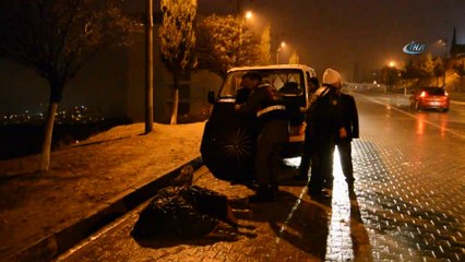 Jandarma, yaralı eşek ıslanmasın diye şemsiyeli tuttu