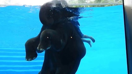 Cute animals Make fun - Tiger animal and Elephant swimming for kids