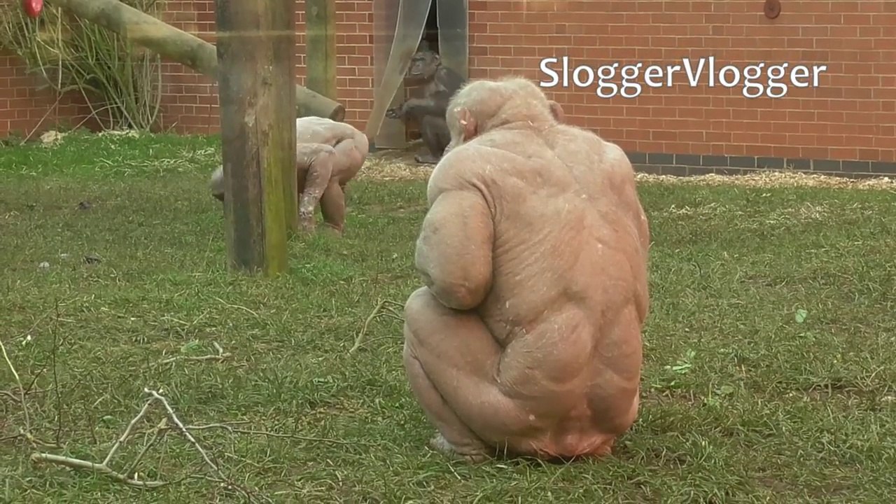 The 'Clash' Of The Hairless Chimps