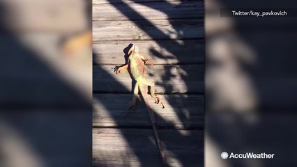 Cold-stunned iguana rescued in Florida