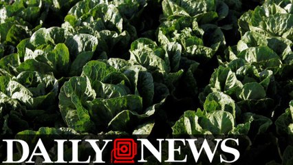 Romaine lettuce linked to deadly E.coli outbreak