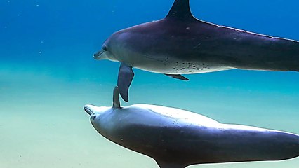 BLUE : le Film Disney sur les Dauphins !