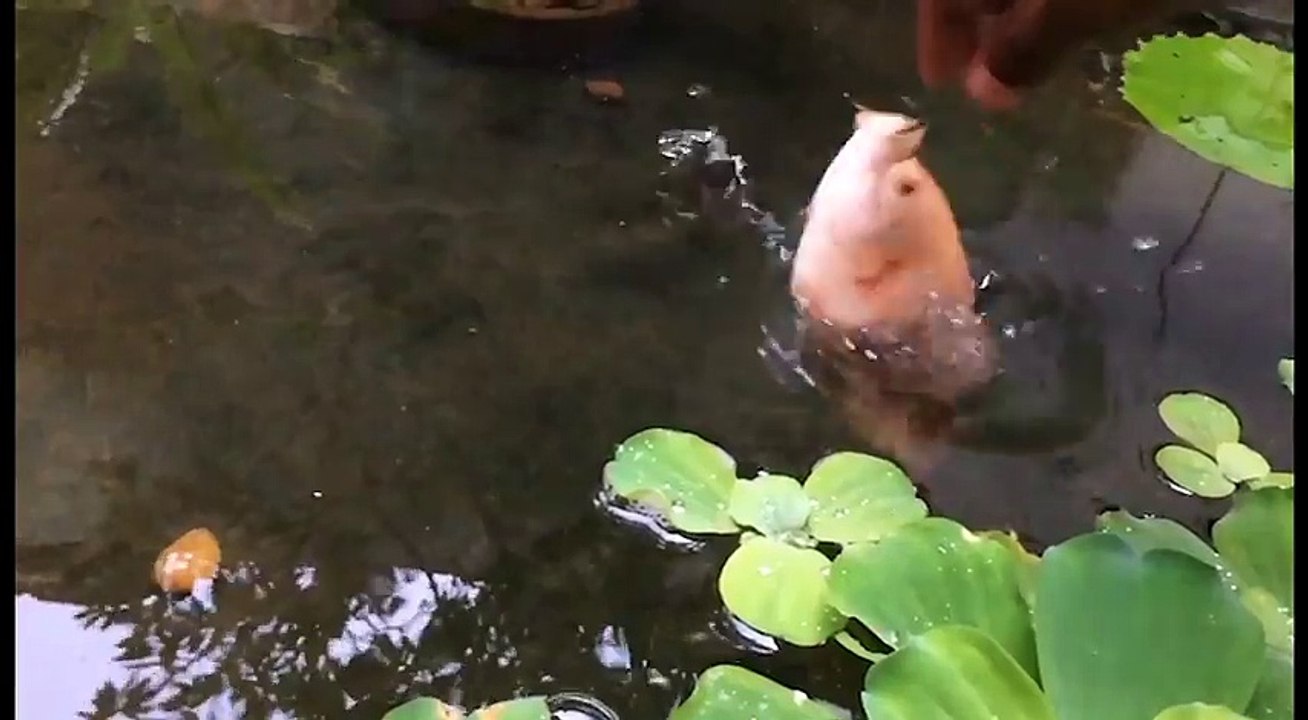 Ce poisson rouge saute hors de l'eau pour attraper un morceau de pain